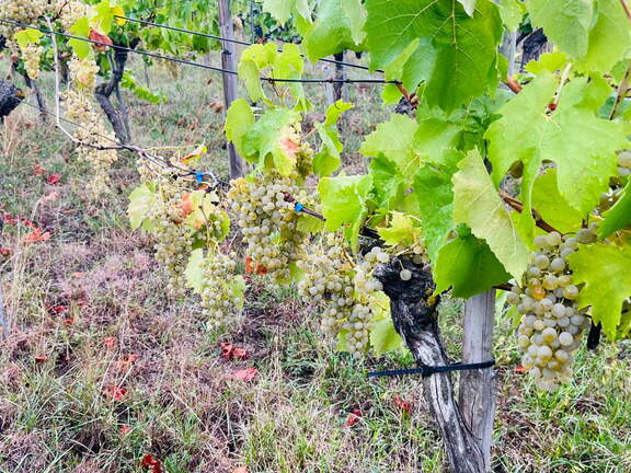 22-09-10 17-38-24 1961